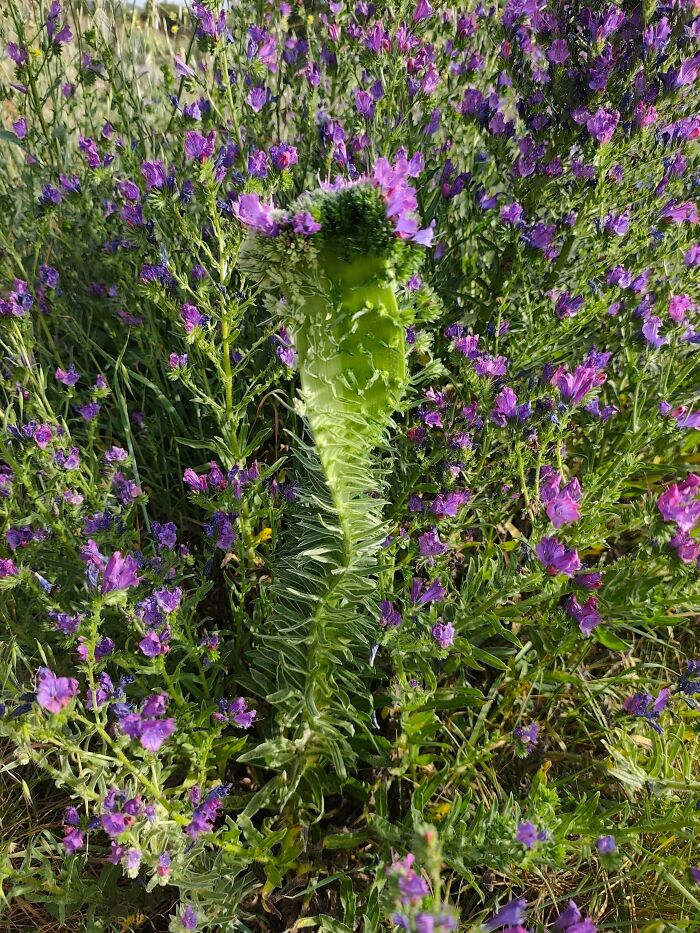 Plants Gone Wild: 100 Times Nature Just Couldn't Keep It Together