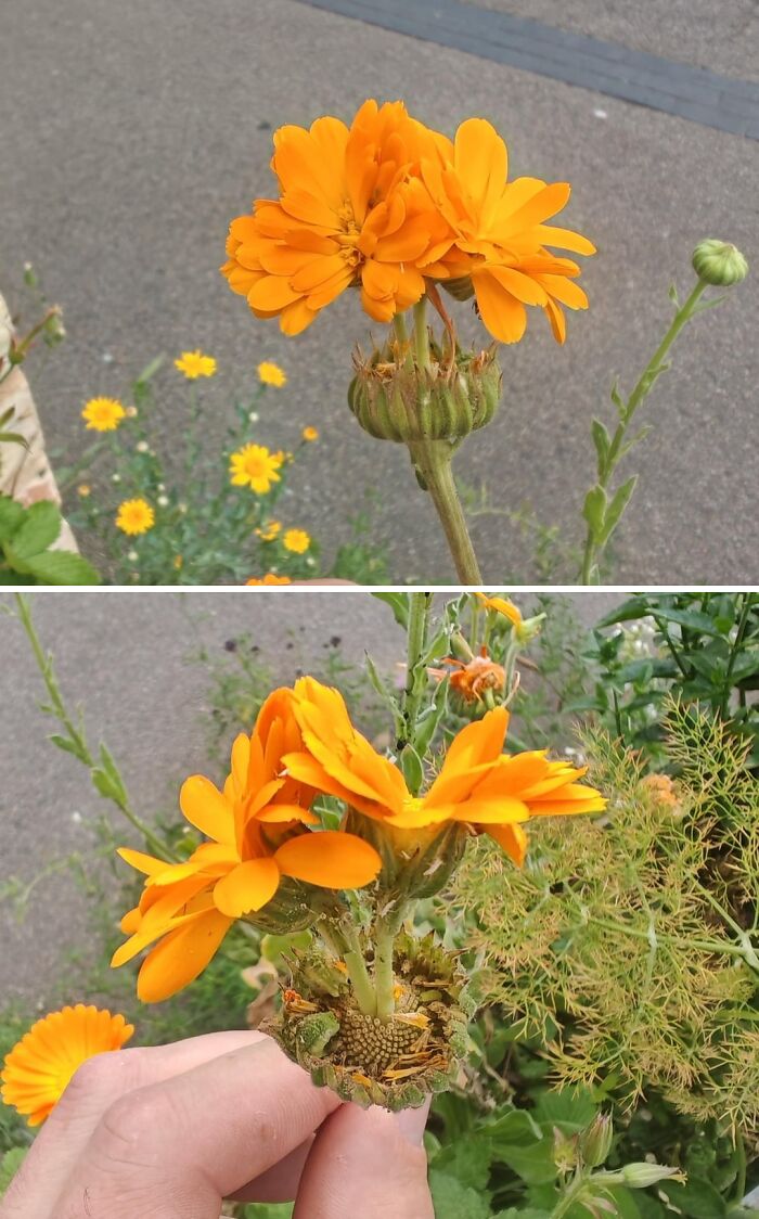 Plants Gone Wild: 100 Times Nature Just Couldn't Keep It Together