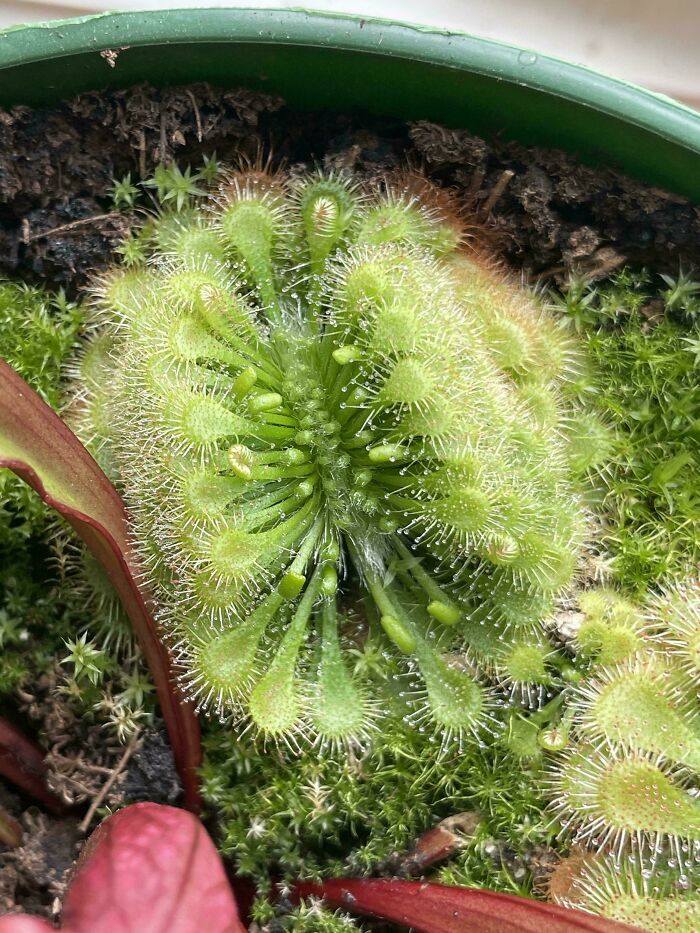 Plants Gone Wild: 100 Times Nature Just Couldn't Keep It Together