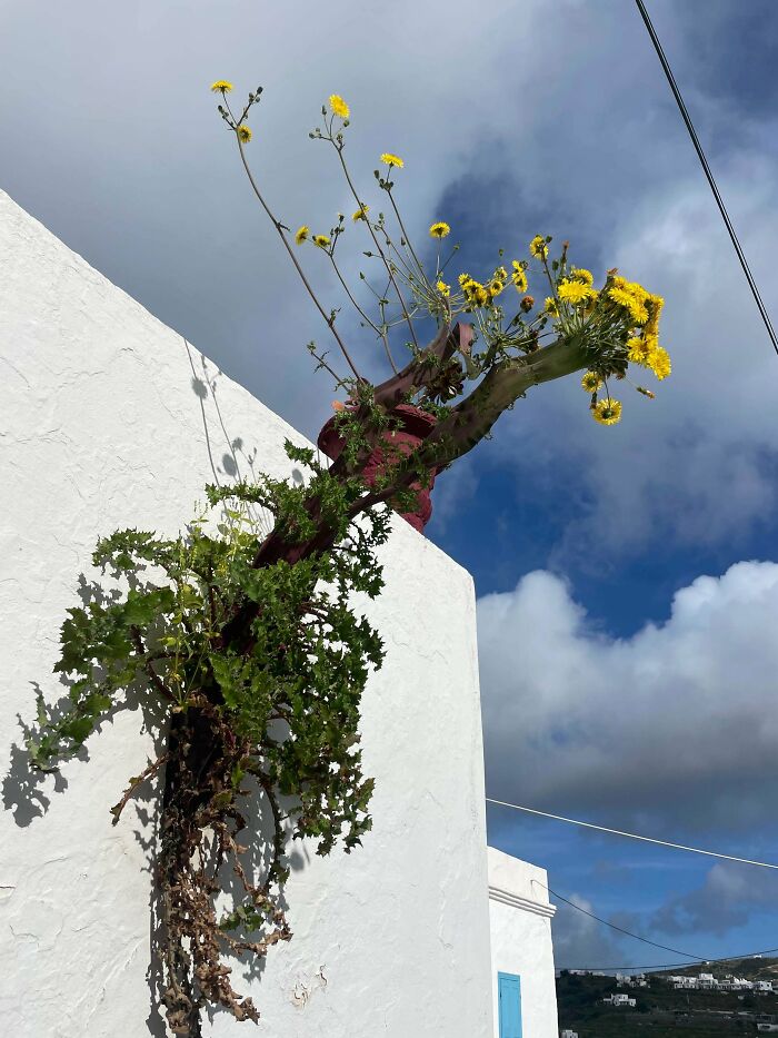 Plants Gone Wild: 100 Times Nature Just Couldn't Keep It Together