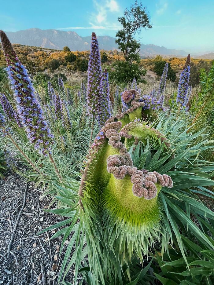 Plants Gone Wild: 100 Times Nature Just Couldn't Keep It Together