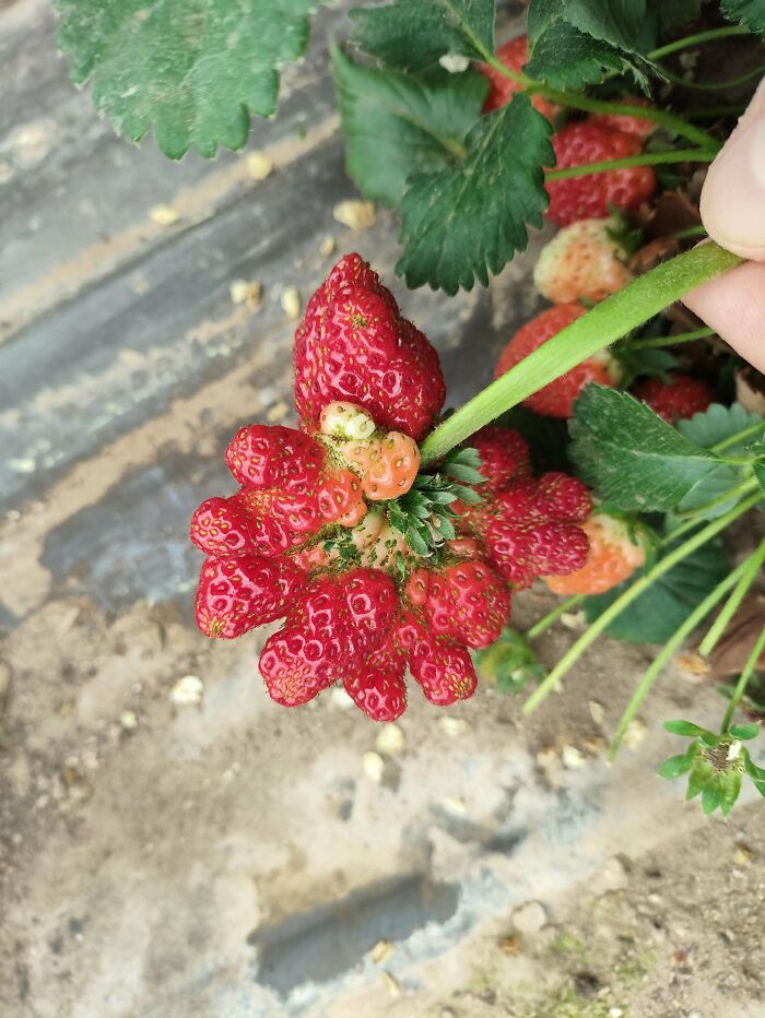 Plants Gone Wild: 100 Times Nature Just Couldn't Keep It Together