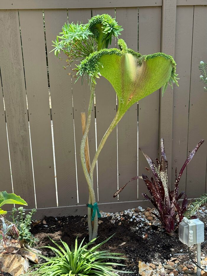Plants Gone Wild: 100 Times Nature Just Couldn't Keep It Together
