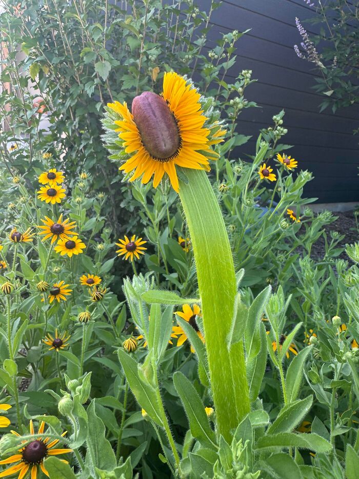 Plants Gone Wild: 100 Times Nature Just Couldn't Keep It Together