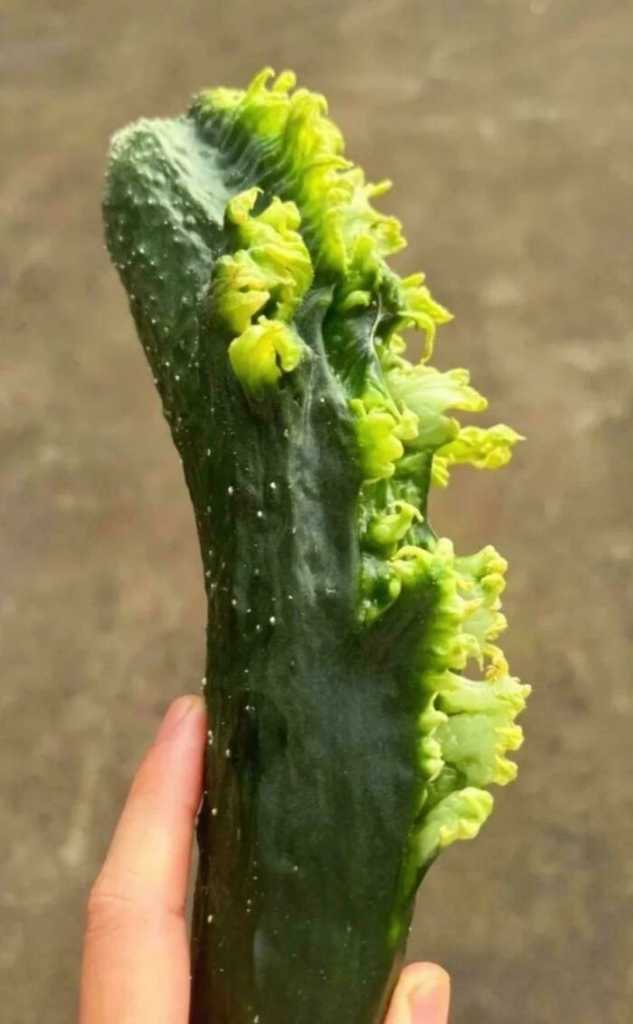 Plants Gone Wild: 100 Times Nature Just Couldn't Keep It Together