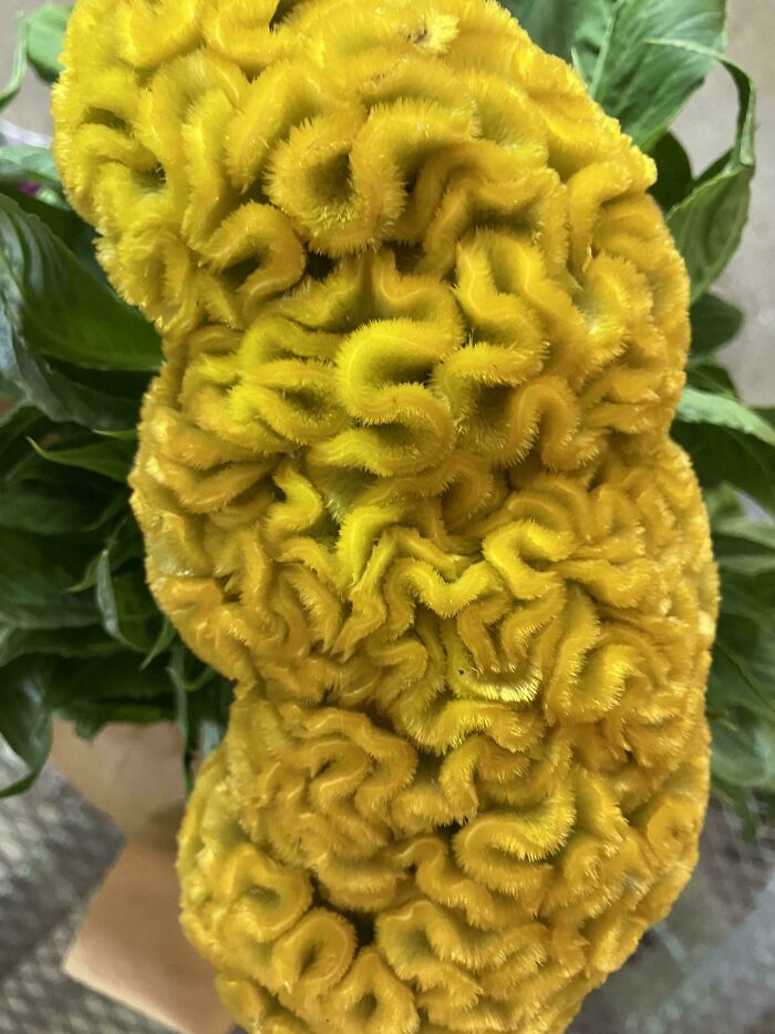 Plants Gone Wild: 100 Times Nature Just Couldn't Keep It Together