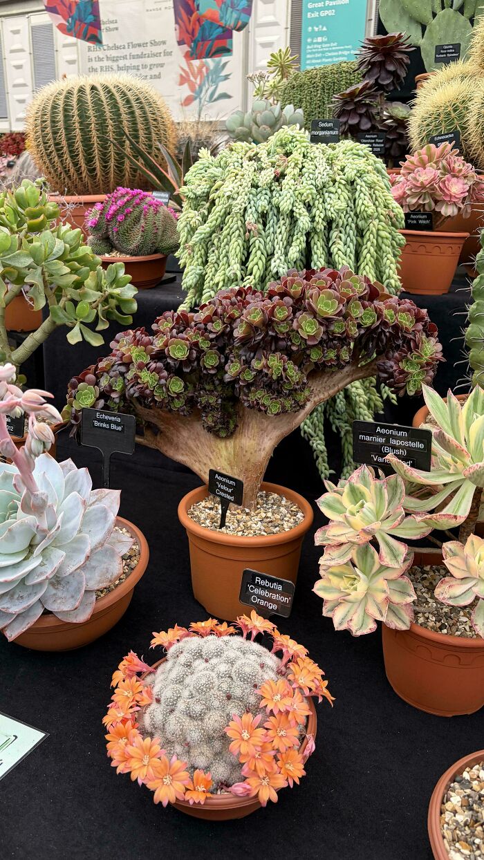 Plants Gone Wild: 100 Times Nature Just Couldn't Keep It Together