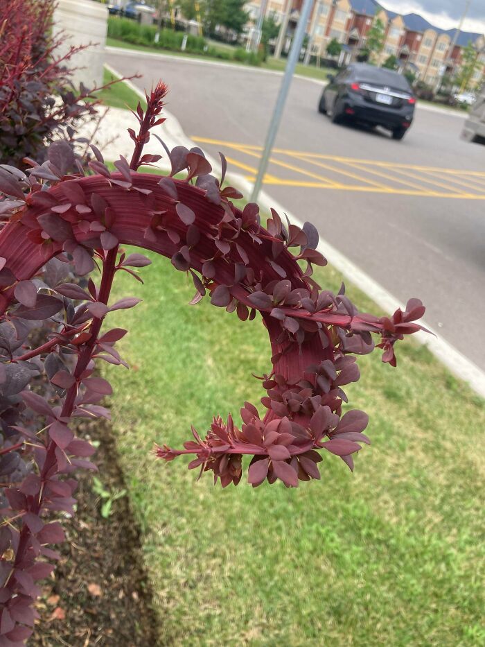 Plants Gone Wild: 100 Times Nature Just Couldn't Keep It Together