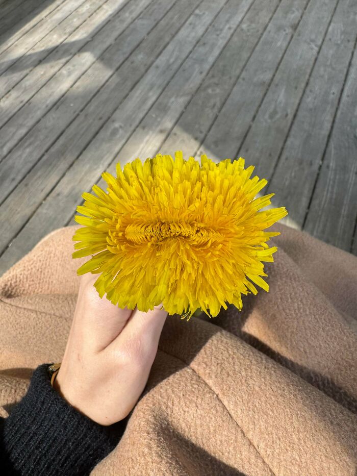 Plants Gone Wild: 100 Times Nature Just Couldn't Keep It Together
