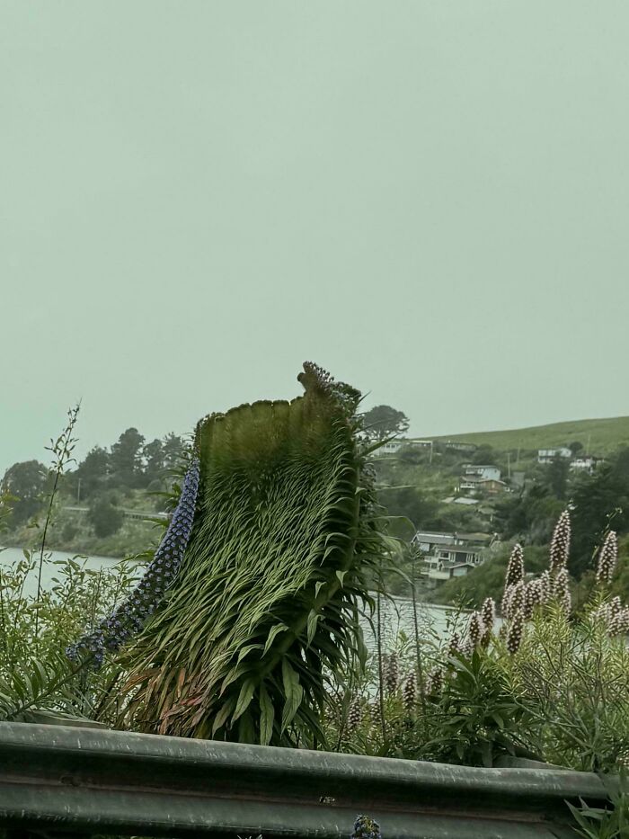 Plants Gone Wild: 100 Times Nature Just Couldn't Keep It Together