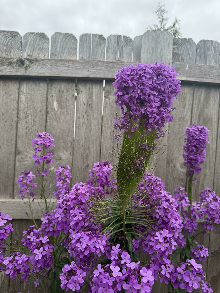 Plants Gone Wild: 100 Times Nature Just Couldn't Keep It Together
