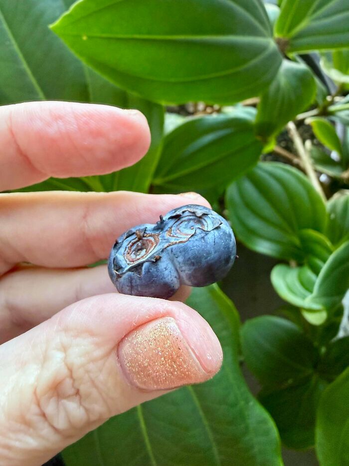 Plants Gone Wild: 100 Times Nature Just Couldn't Keep It Together