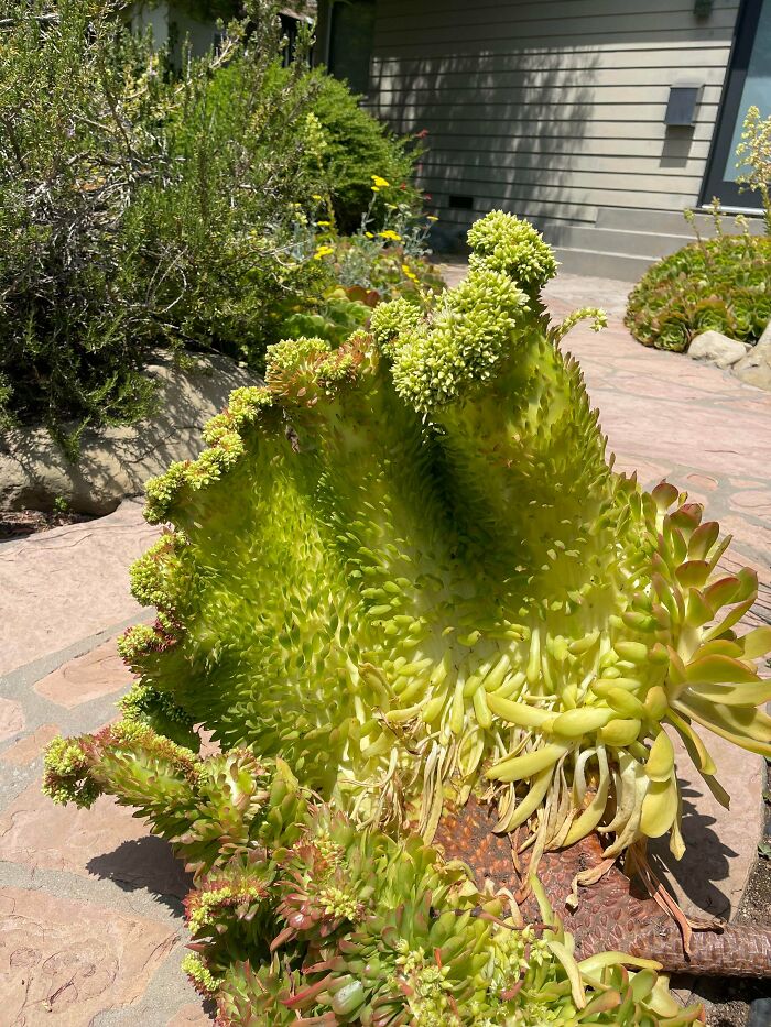 Plants Gone Wild: 100 Times Nature Just Couldn't Keep It Together