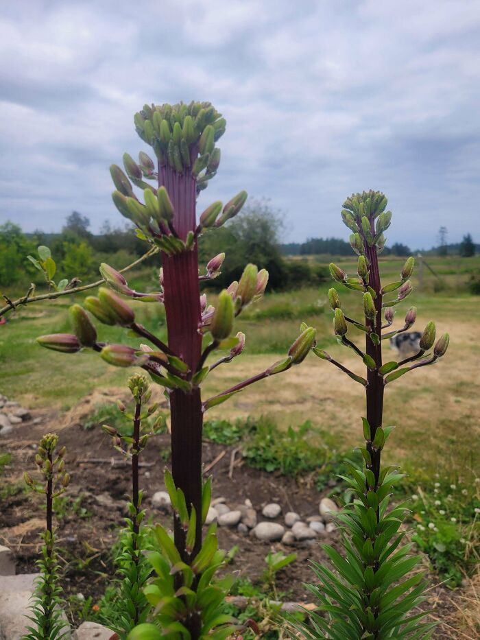 Plants Gone Wild: 100 Times Nature Just Couldn't Keep It Together