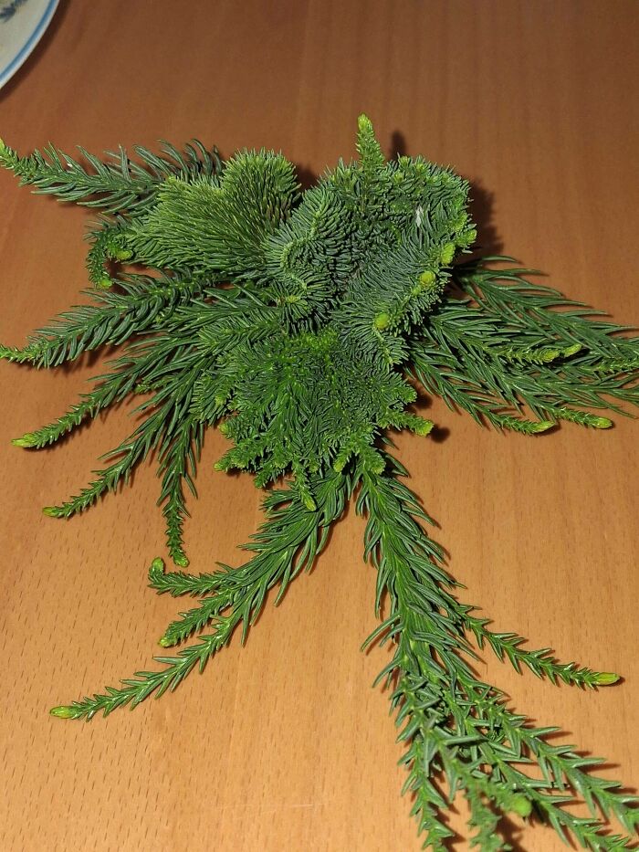 Plants Gone Wild: 100 Times Nature Just Couldn't Keep It Together