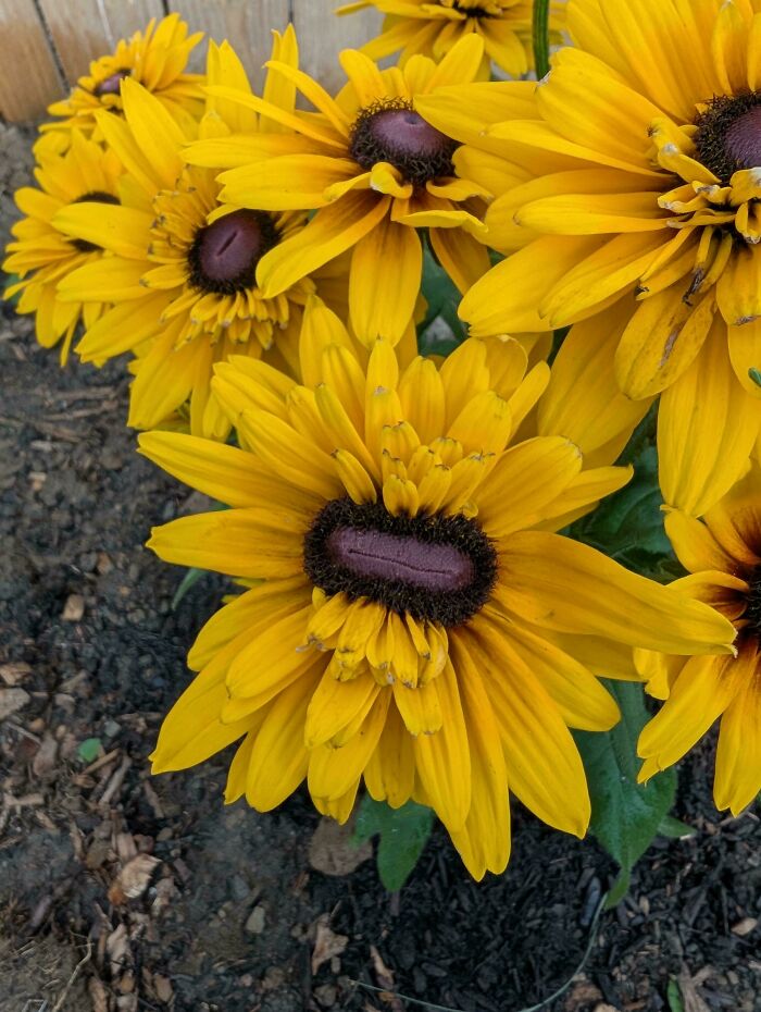Plants Gone Wild: 100 Times Nature Just Couldn't Keep It Together