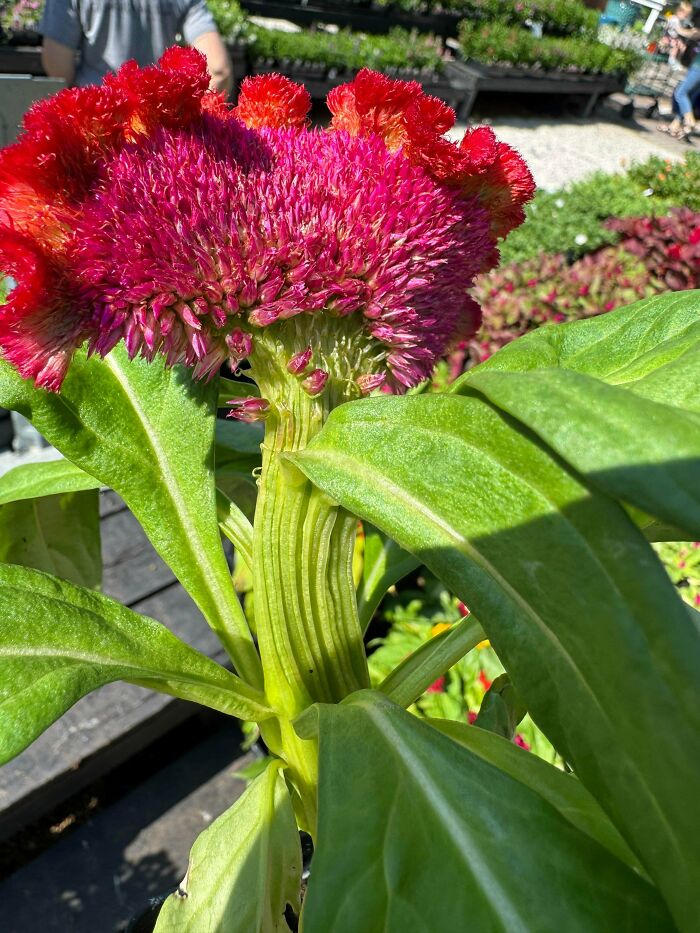 Plants Gone Wild: 100 Times Nature Just Couldn't Keep It Together