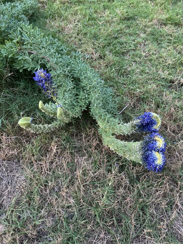 Plants Gone Wild: 100 Times Nature Just Couldn't Keep It Together