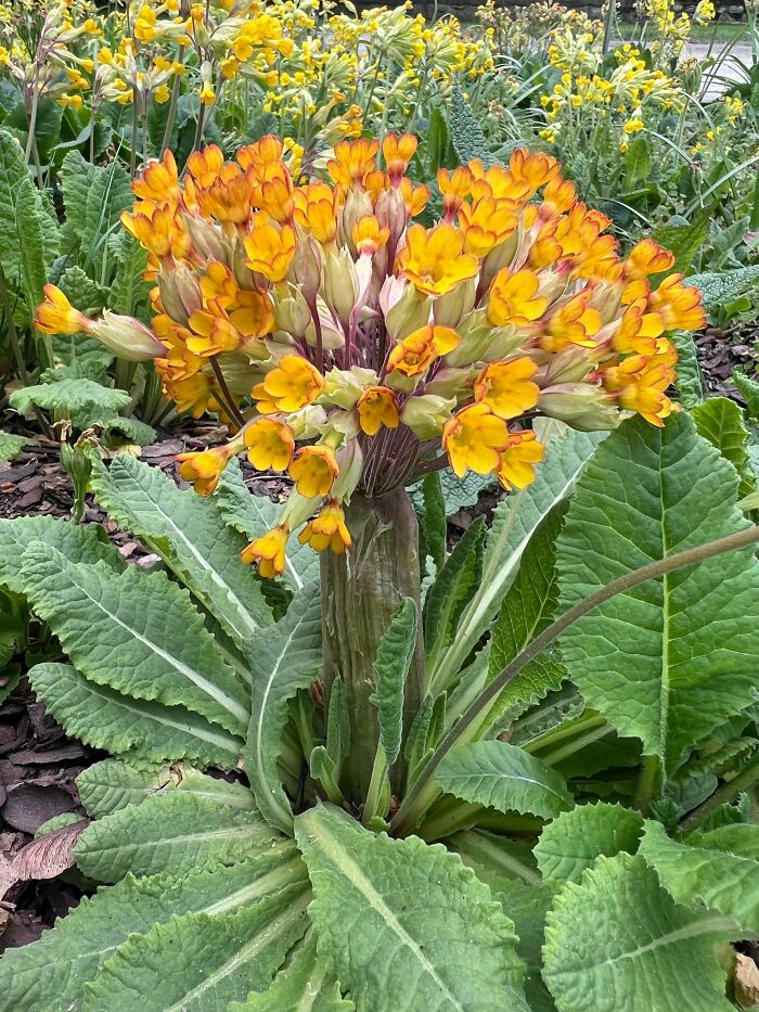 Plants Gone Wild: 100 Times Nature Just Couldn't Keep It Together