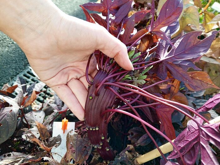 Plants Gone Wild: 100 Times Nature Just Couldn't Keep It Together