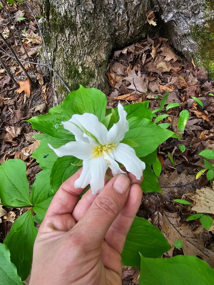 Plants Gone Wild: 100 Times Nature Just Couldn't Keep It Together