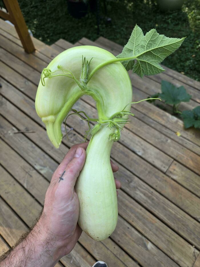 Plants Gone Wild: 100 Times Nature Just Couldn't Keep It Together