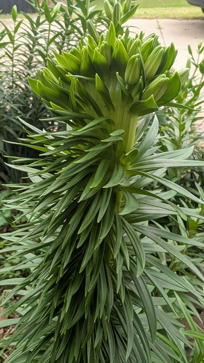 Plants Gone Wild: 100 Times Nature Just Couldn't Keep It Together