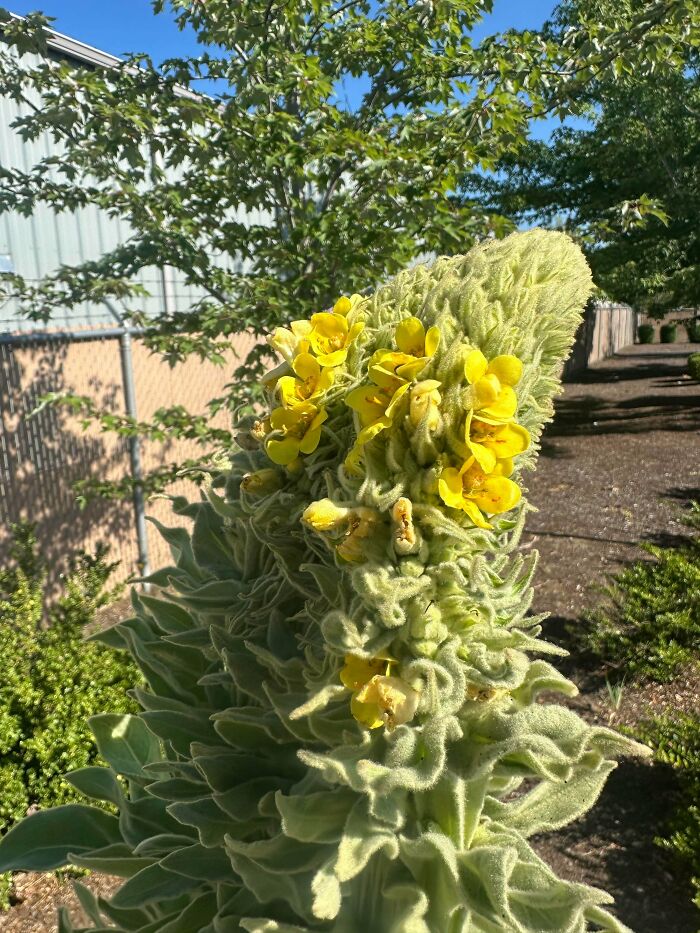 Plants Gone Wild: 100 Times Nature Just Couldn't Keep It Together