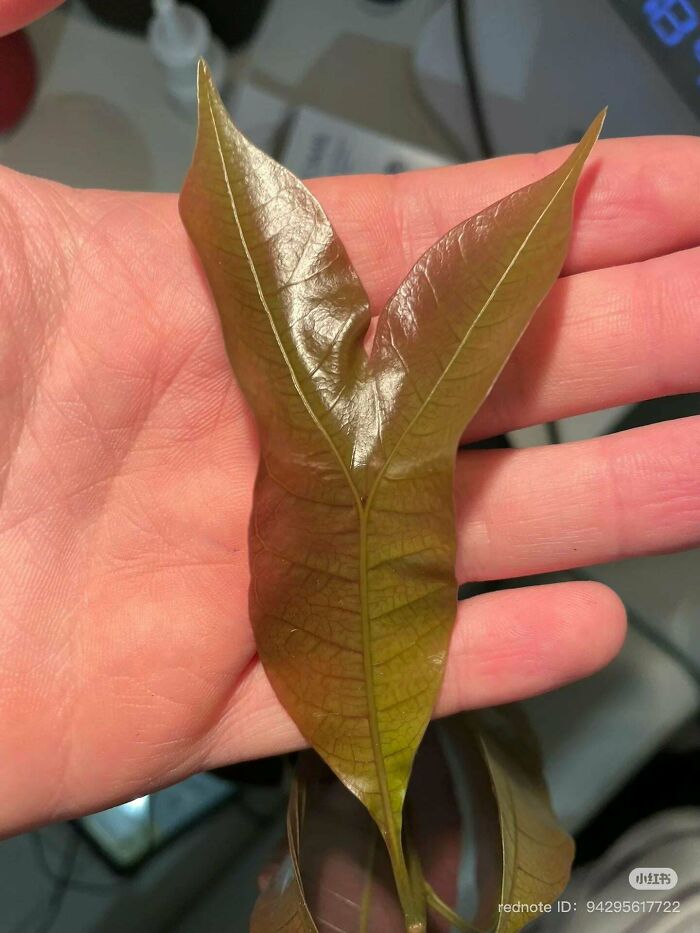 Plants Gone Wild: 100 Times Nature Just Couldn't Keep It Together