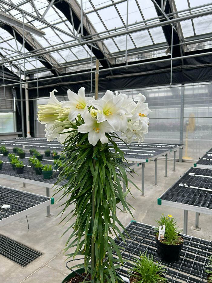 Plants Gone Wild: 100 Times Nature Just Couldn't Keep It Together