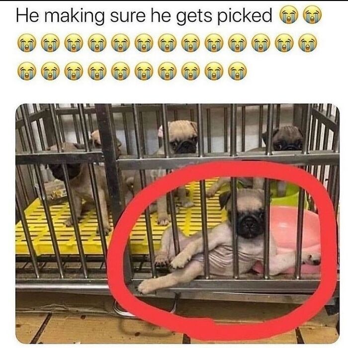 85 Hilariously Random Memes That Totally Made Our Day
