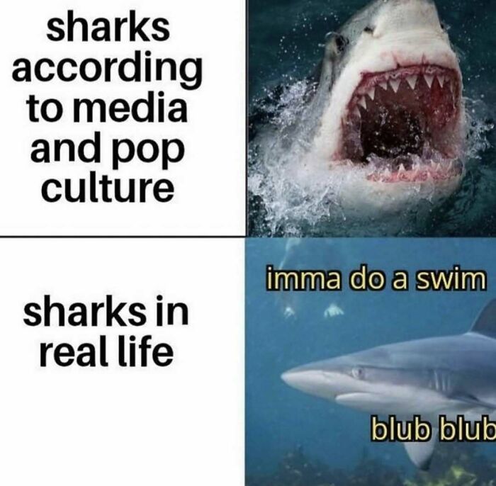 Wait, They Actually Ranked These Hilarious Memes?!