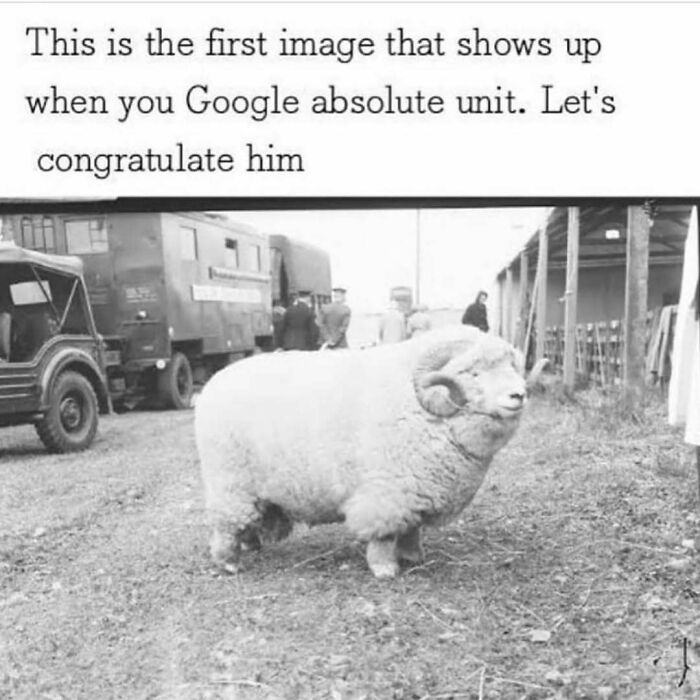 Wait, They Actually Ranked These Hilarious Memes?!