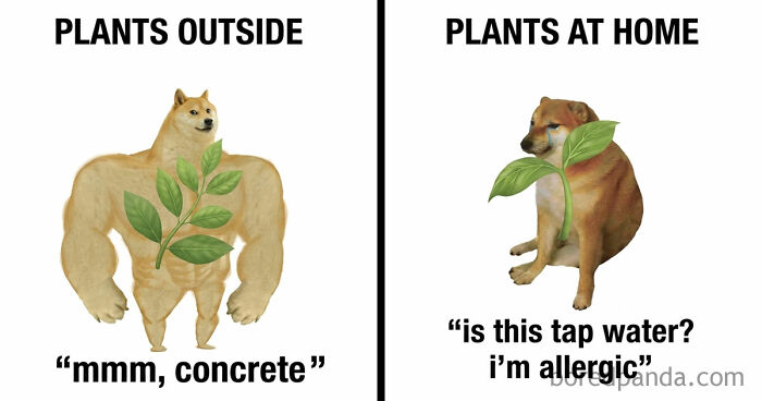 Wait, They Actually Ranked These Hilarious Memes?!
