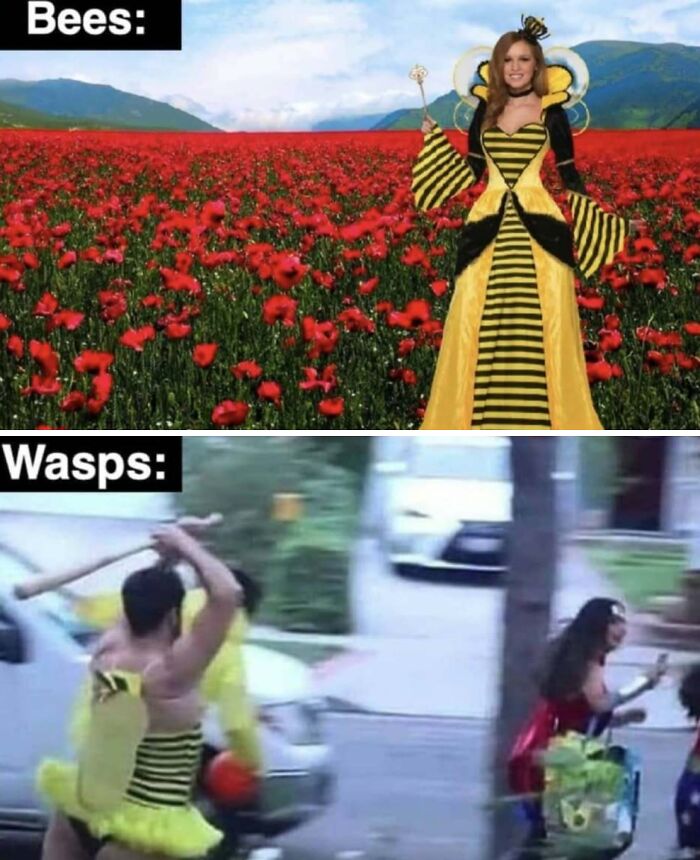 Wait, They Actually Ranked These Hilarious Memes?!