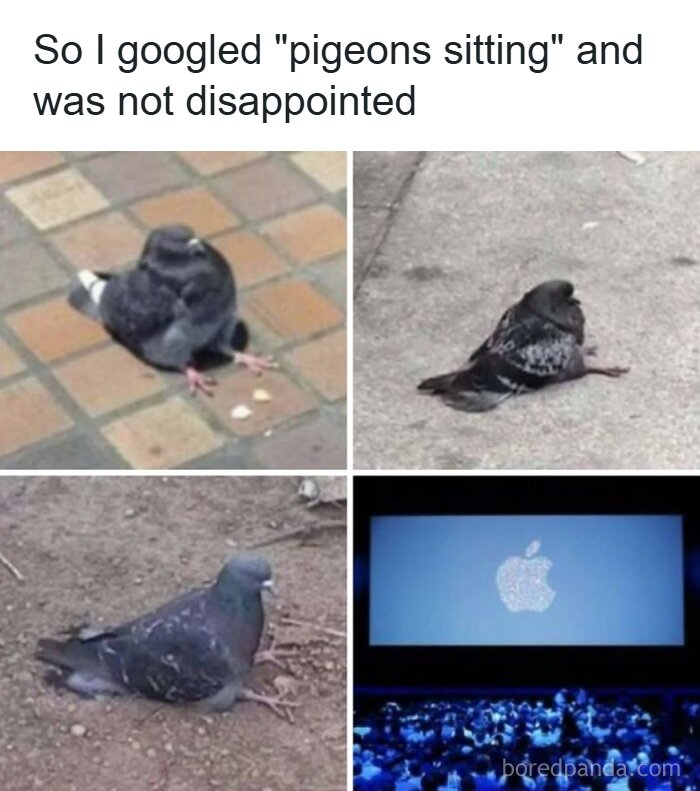 Wait, They Actually Ranked These Hilarious Memes?!