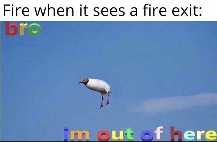 Wait, They Actually Ranked These Hilarious Memes?!