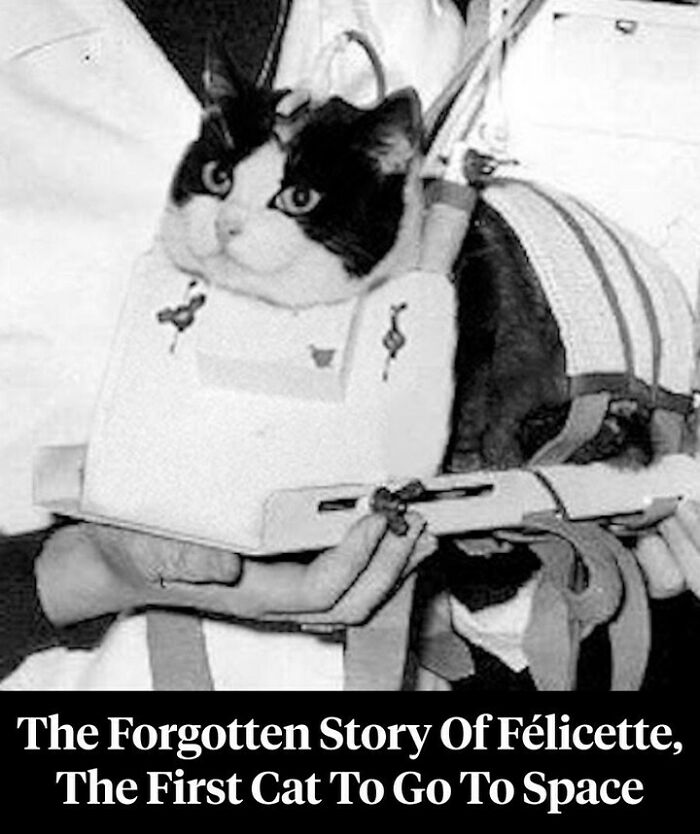 77 Wild History Stories That Sound Made Up But Are Totally Real