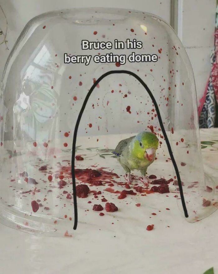 Berry Explosion or Tiny Fruit Attack?