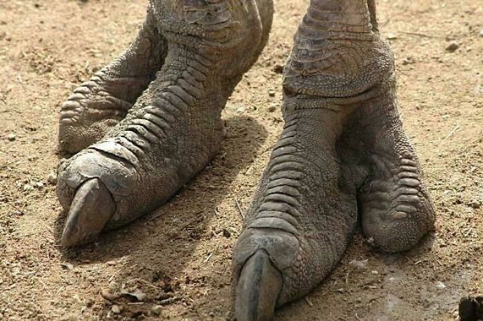 Ostrich Feet: The Lost Dinosaur Clues!
