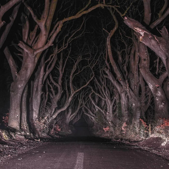 Dark Hedges, Northern Ireland: Nature’s Spooky Hallway