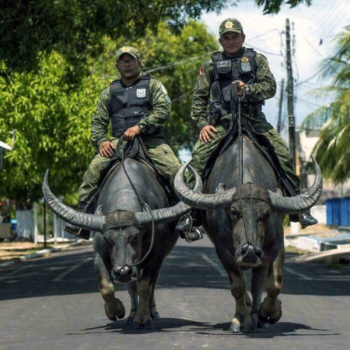 Brazilian Police Riding... Water Buffalo?!