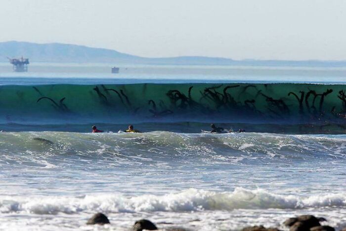 Seaweed or Underwater Carpet?