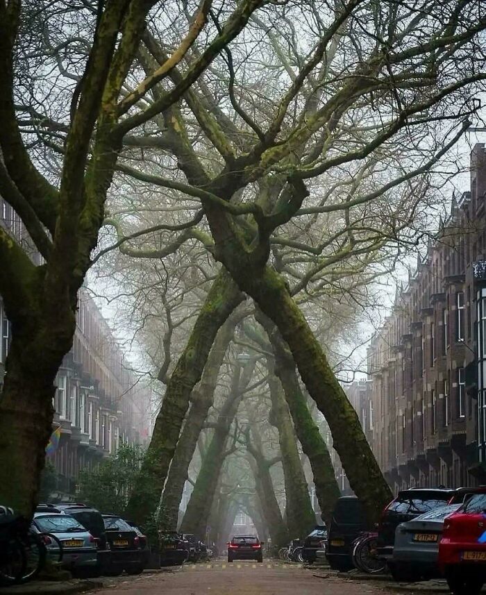 Tilted Trees in Amsterdam: Nature’s Leaning Tower of Pisa?
