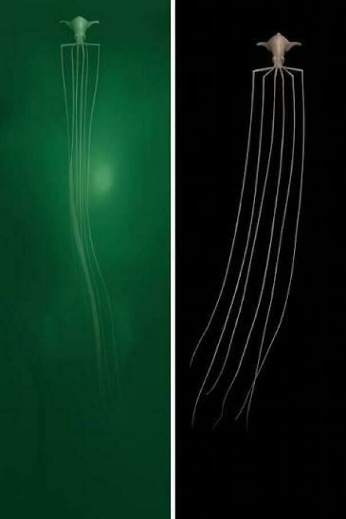 A Bigfin Squid at 10,000 Meters Depth—Nope, That’s Not From an Alien Movie
