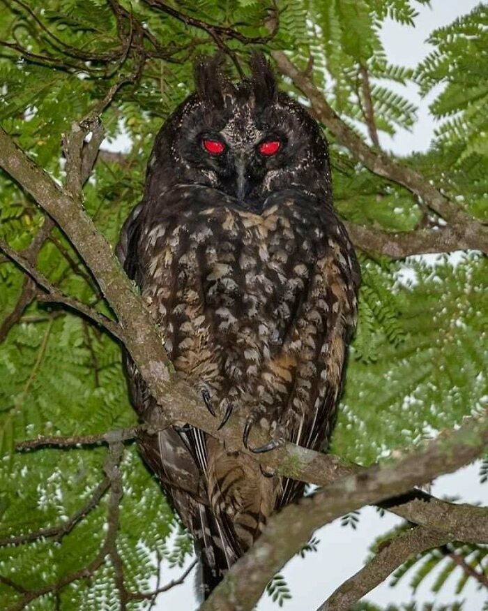 Flash on an Owl? It’s Like Something From a Sci-Fi Movie!
