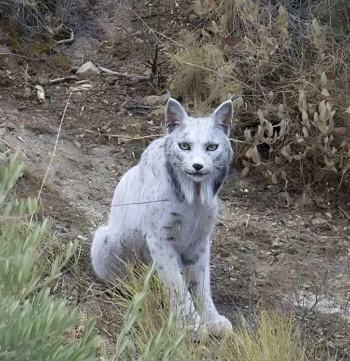 That Lynx Face? Definitely Not Your Average Look
