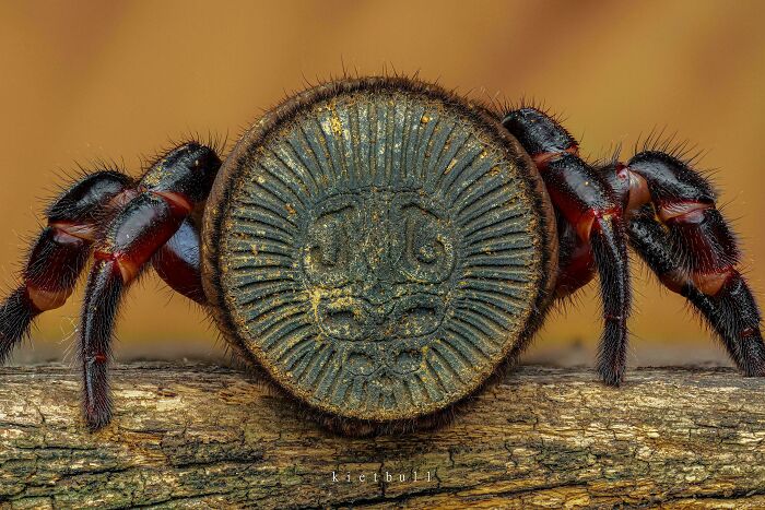 A Trapdoor Spider’s Behind That’s Basically an Ancient Coin