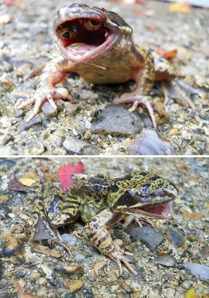 Frog Mutation Alert: Yep, It’s Got Eyes in Its Mouth!