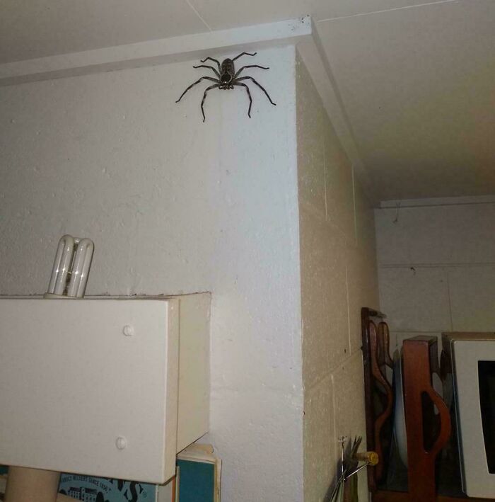 Meet the Aussie Man Who’s BFF with a Giant Huntsman Spider